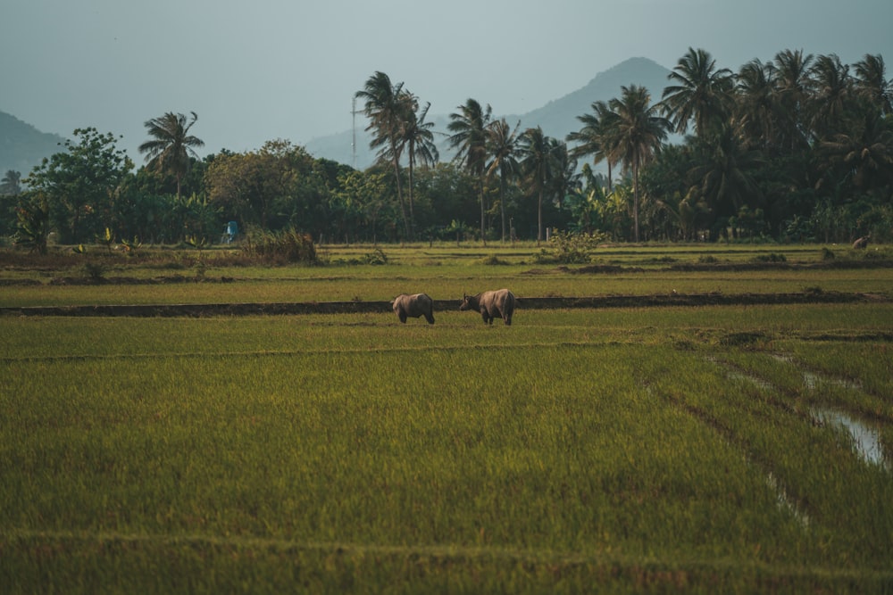 Elefanten auf einem Feld