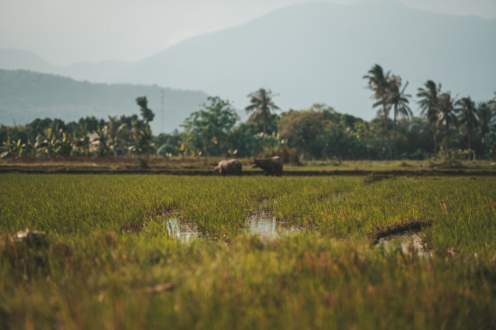 a couple of elephants in a field