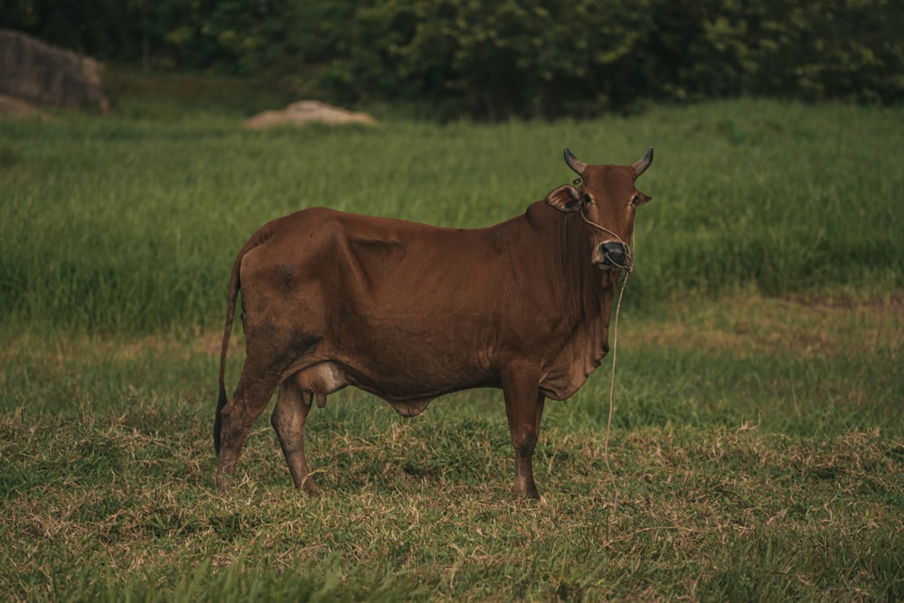 a cow standing in a field