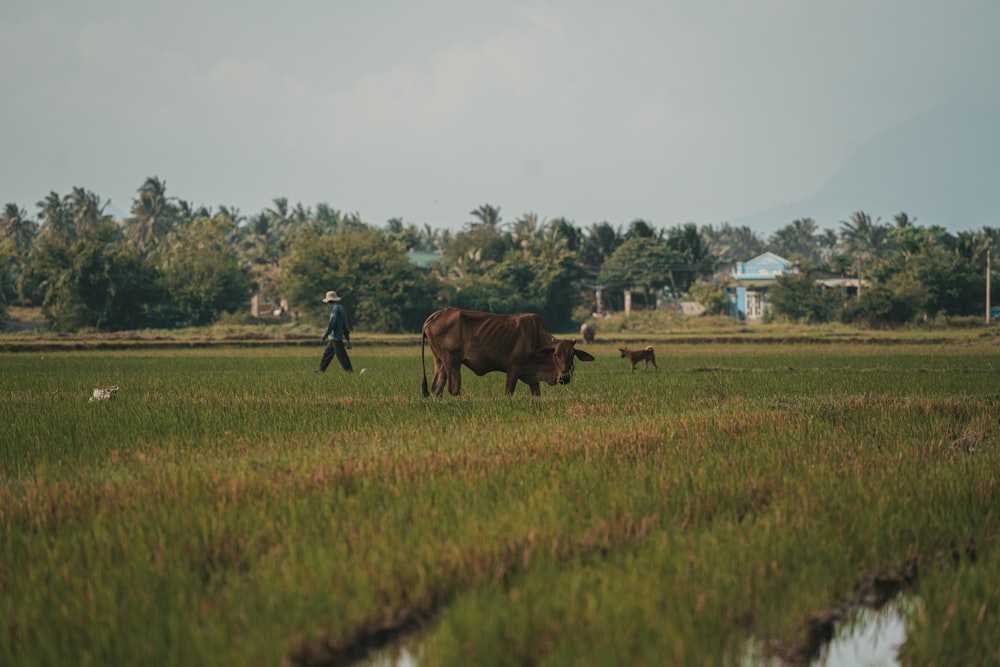 a person walking with a cow