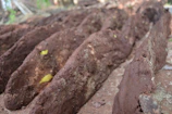 Rows of rich, dark organic fertilizer bags ready for distribution on a sunny day.