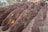 Several rows of freshly turned earth are visible, possibly prepared for planting or gardening. The soil appears rich and dark brown, with a few scattered leaves providing some contrast.