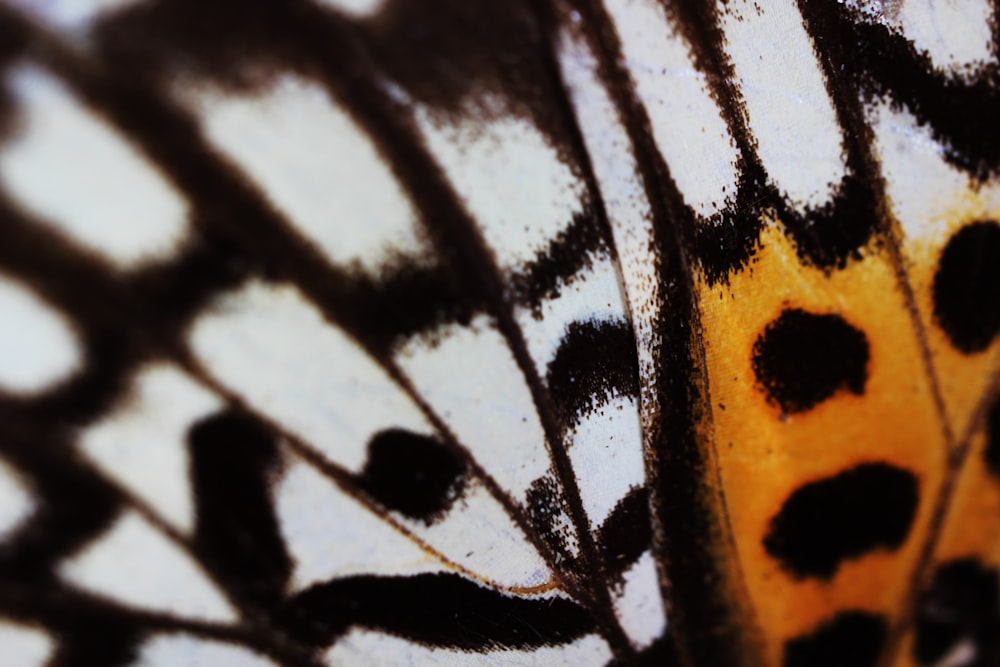 a close up of a yellow leaf