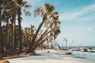 a beach with palm trees