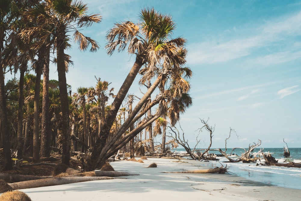 a beach with palm trees