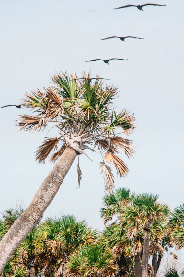 Palm trees against the sky