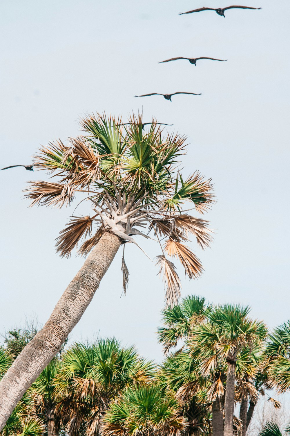 a group of palm trees