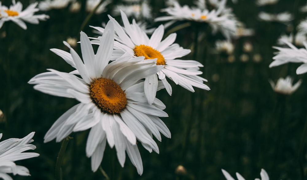 a white flower with yellow center