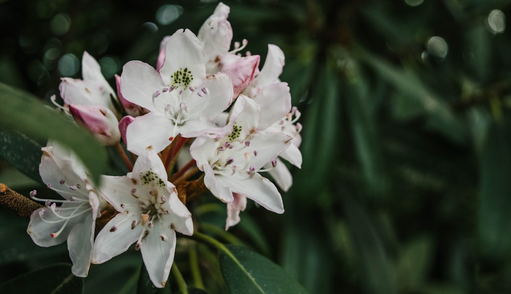 a close up of flowers