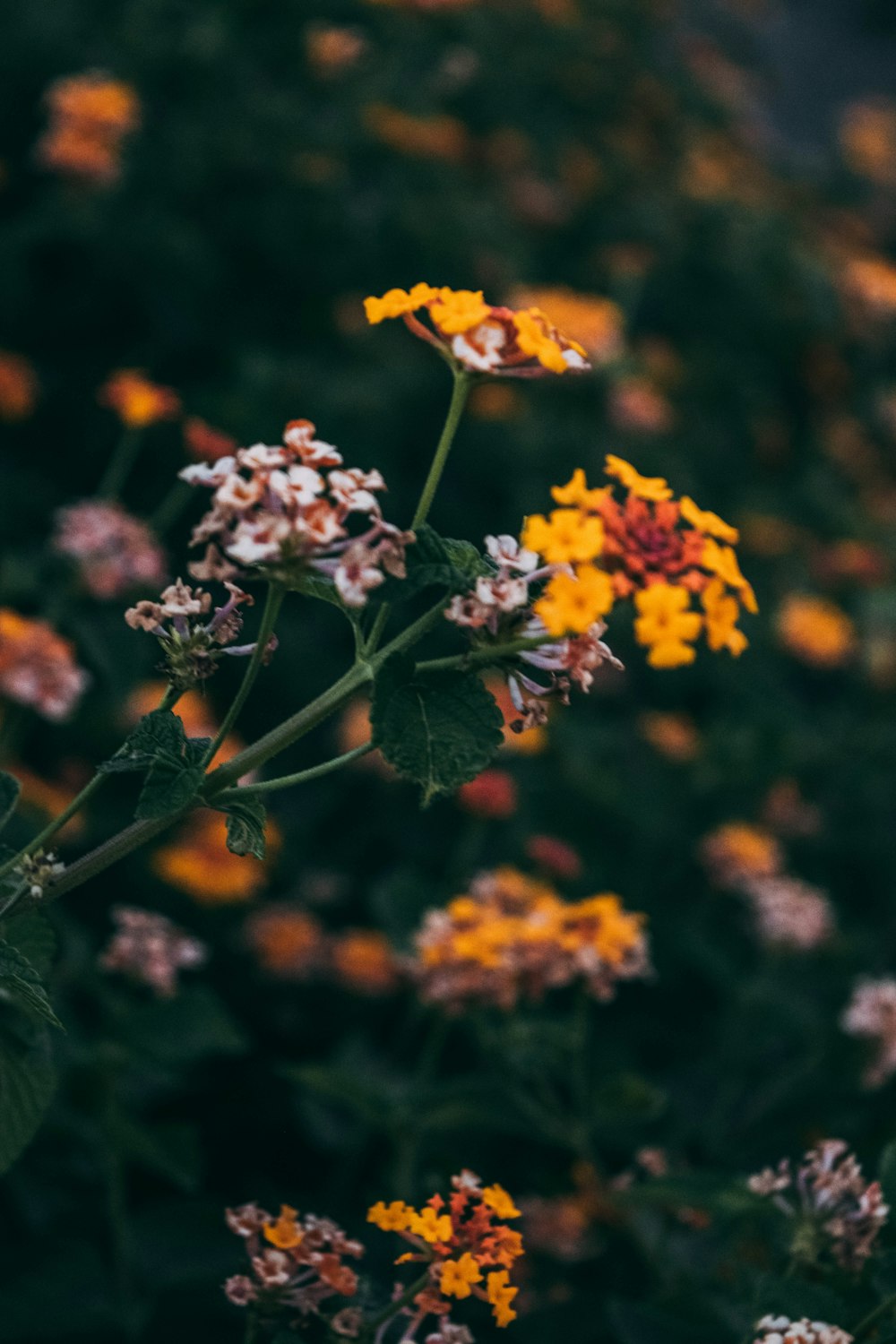 a close up of some flowers