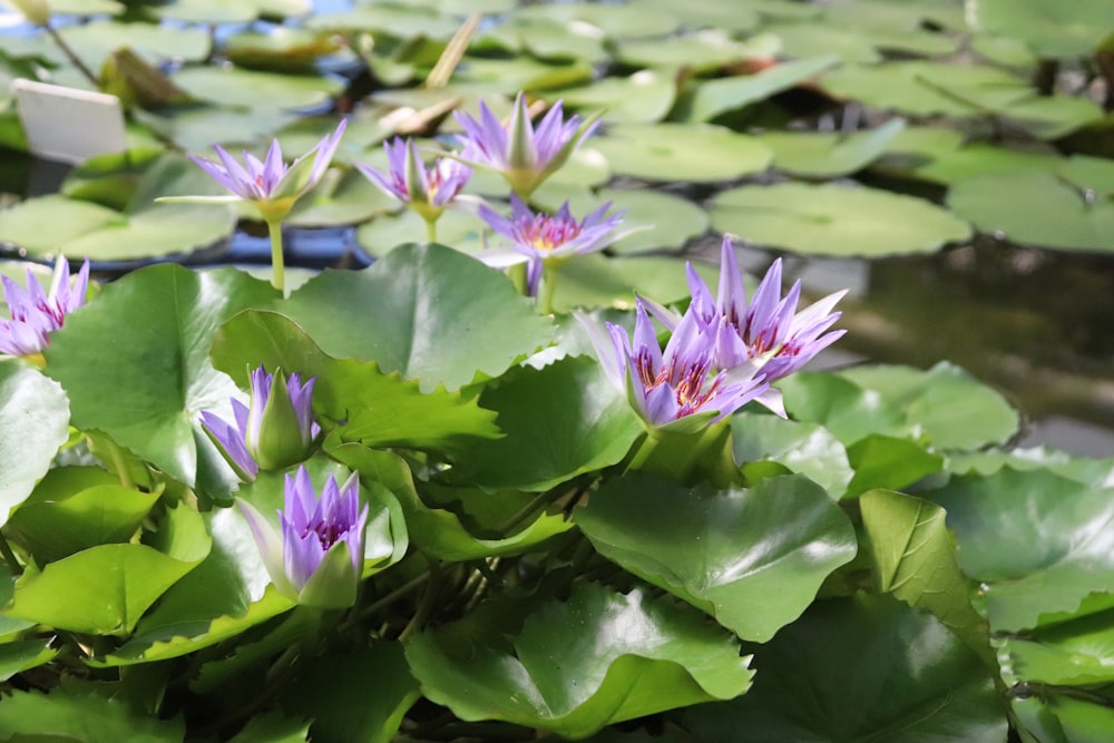 purple flowers on a lily pad