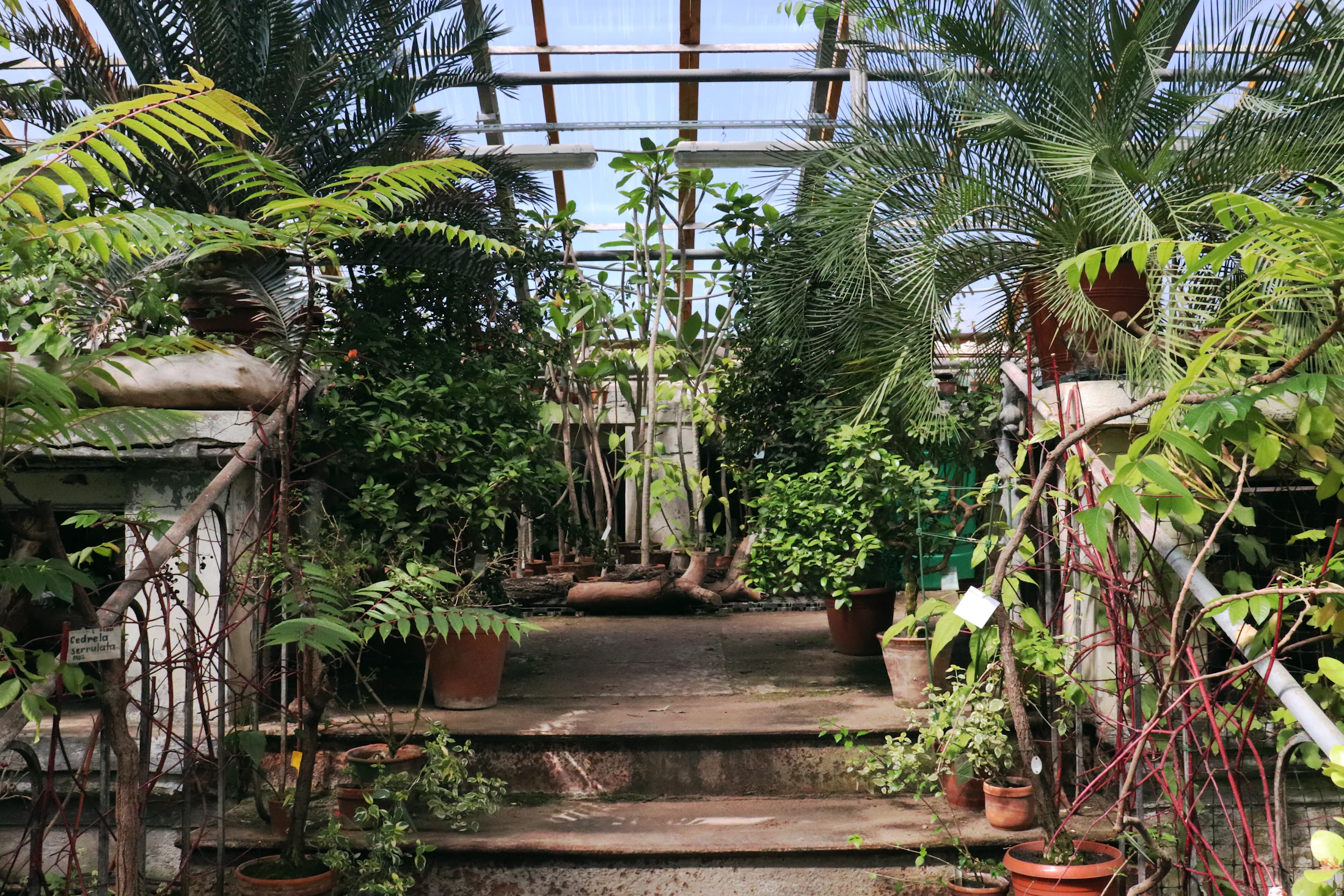 Intérieur d’une serre végétalisée