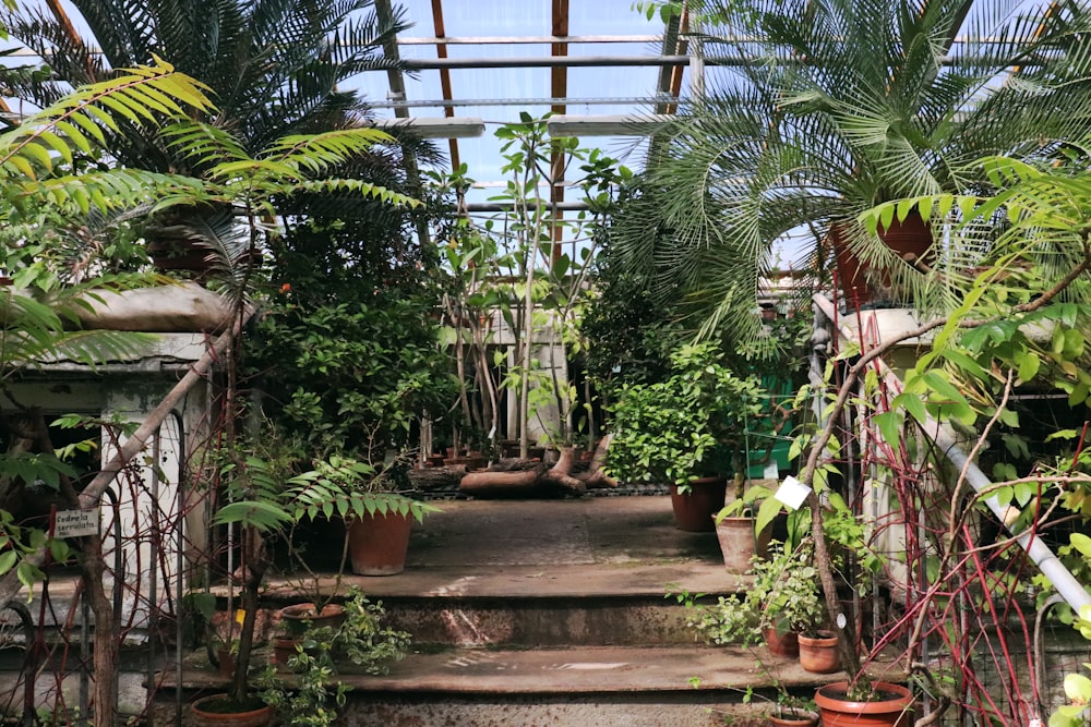 a garden with plants and trees