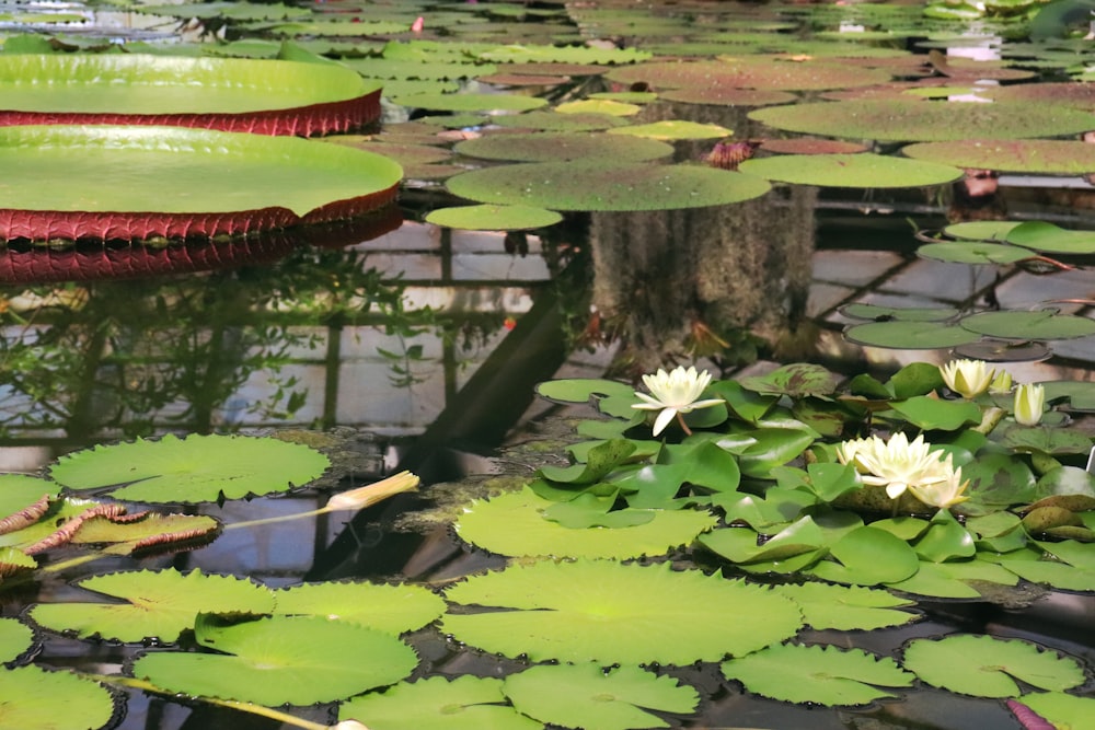 almofadas de lírio e almofadas de lírio em uma lagoa