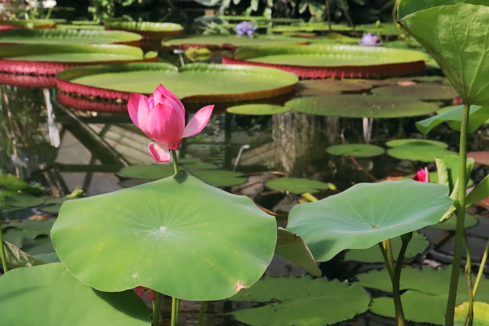 a pink flower in a pond