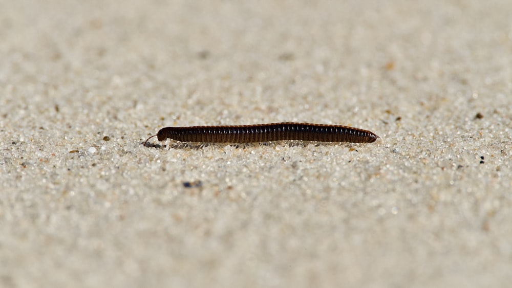 a black and white snake on the ground