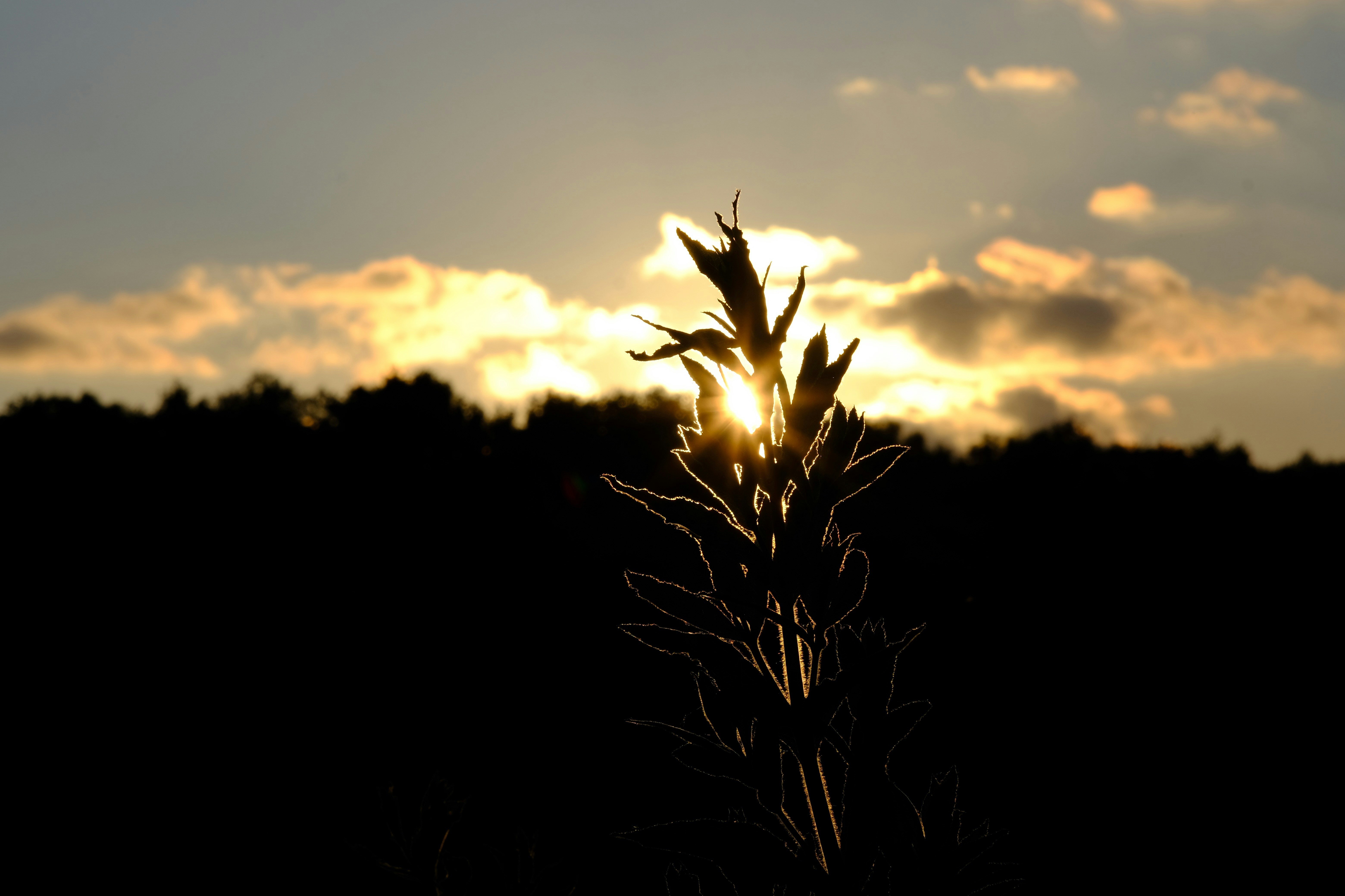a silhouette of a tree and the sun