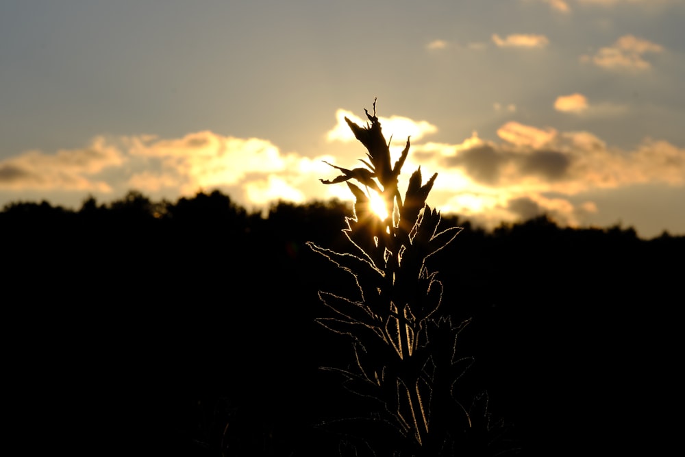 a silhouette of a tree and the sun