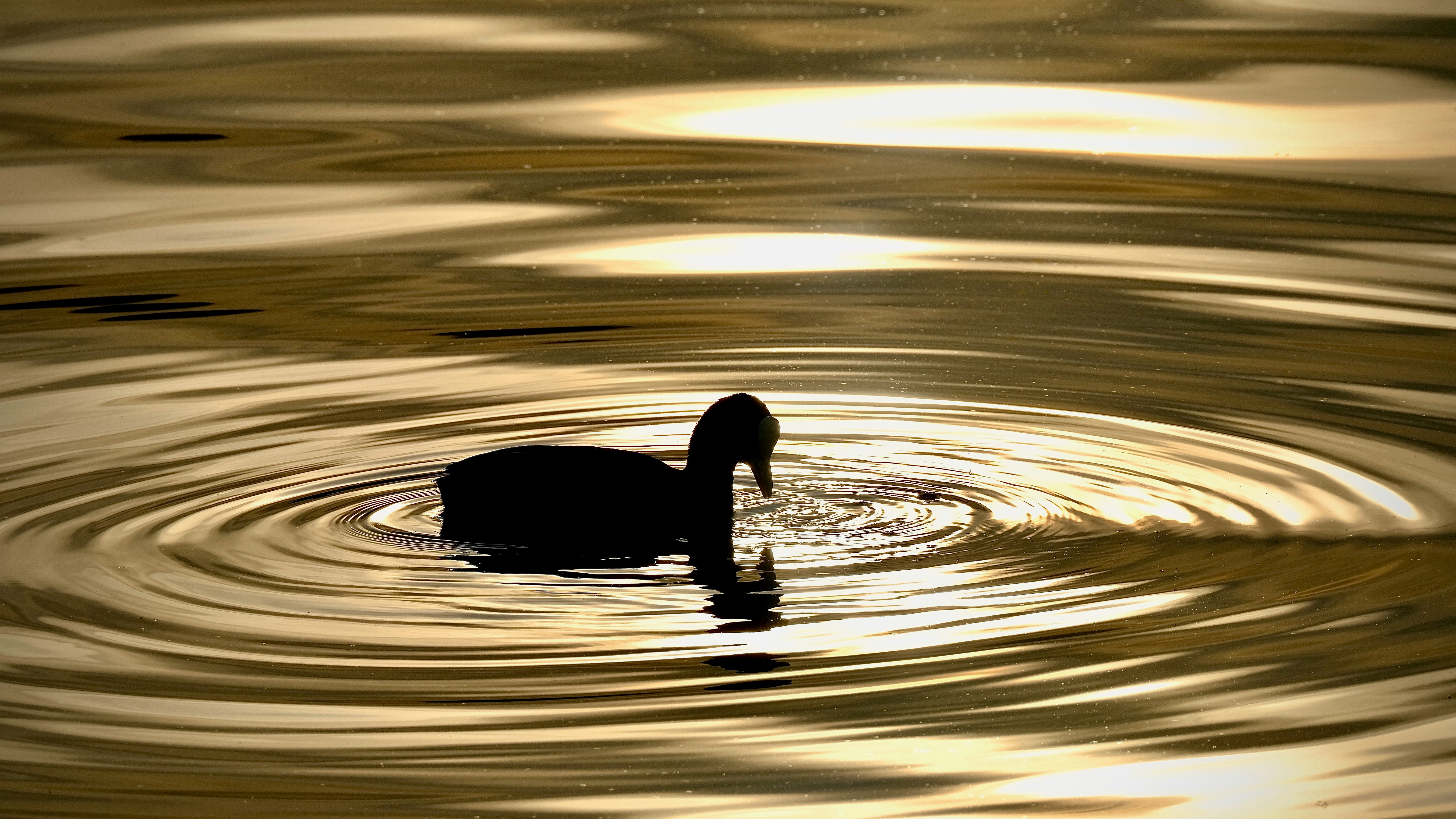 Photo by heerikhuize