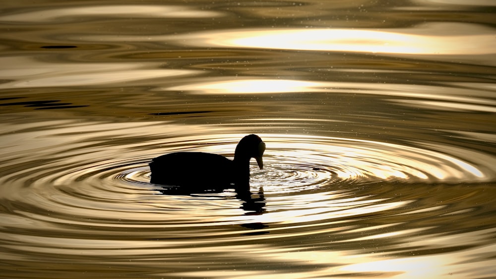 a duck on the water
