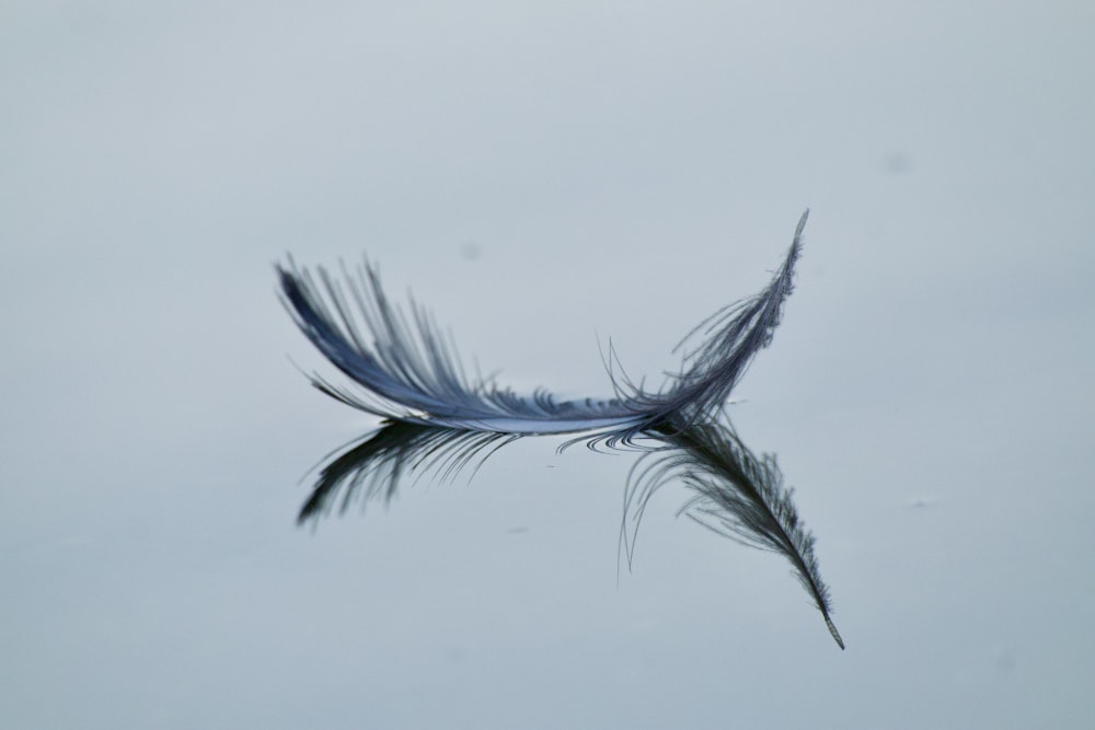 a close-up of a feather