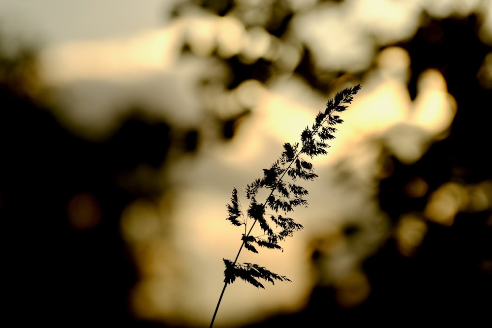 a close up of a plant