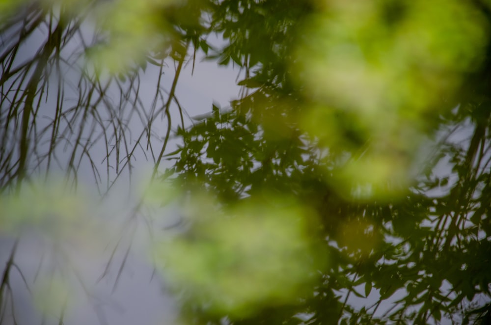 a close up of some leaves