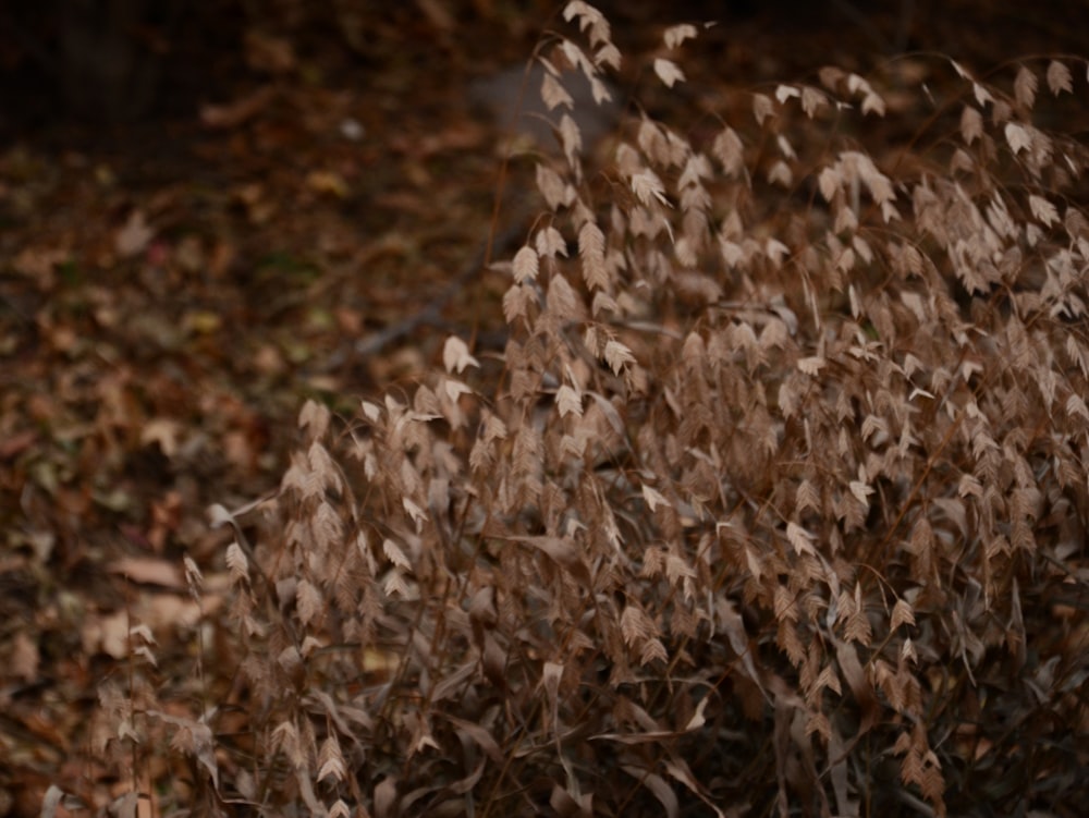 a close up of some leaves