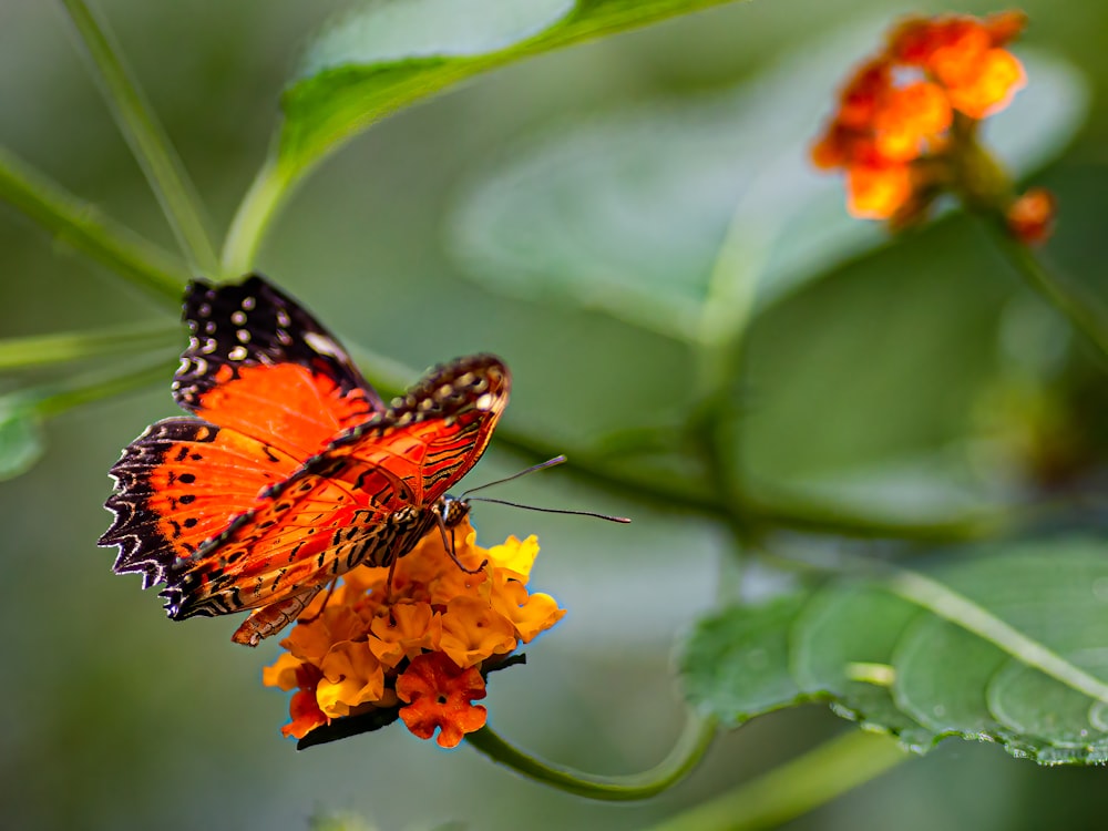 a butterfly on a flower