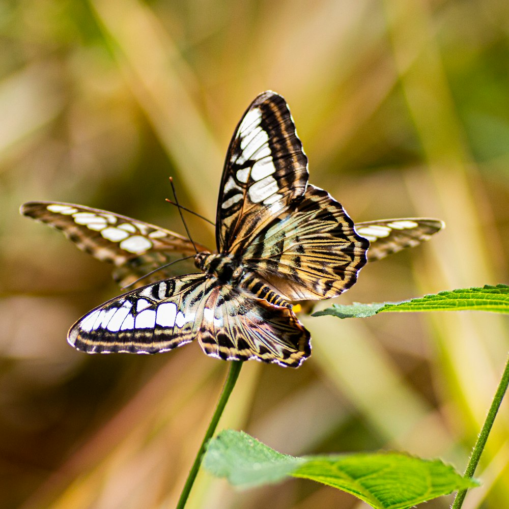 a butterfly on a leaf