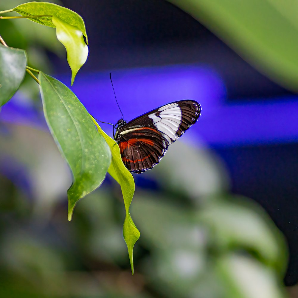 una mariposa en una hoja