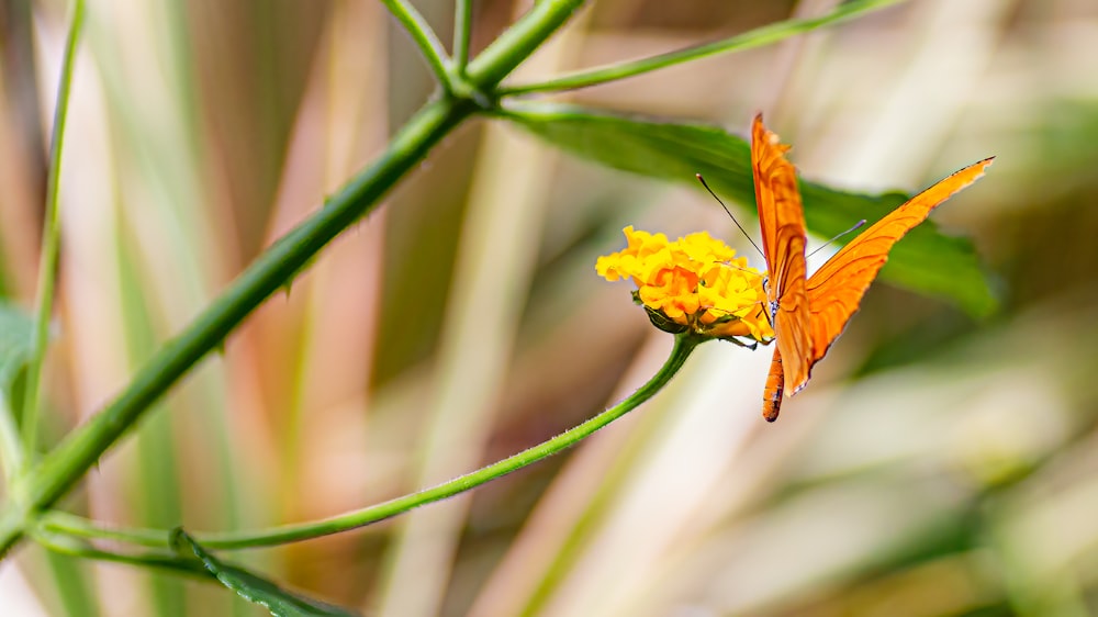 a butterfly on a flower