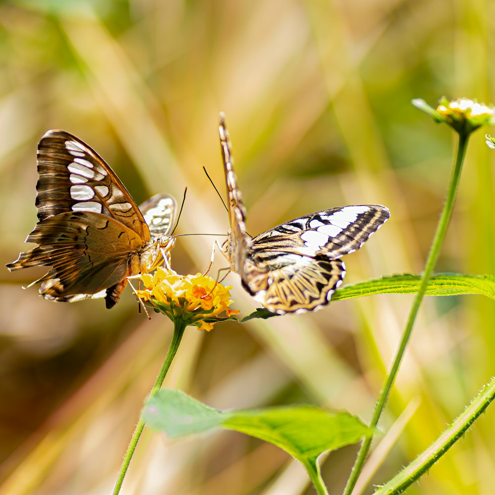 a couple of butterflies on a flower