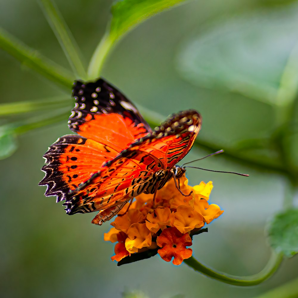 una farfalla su un fiore