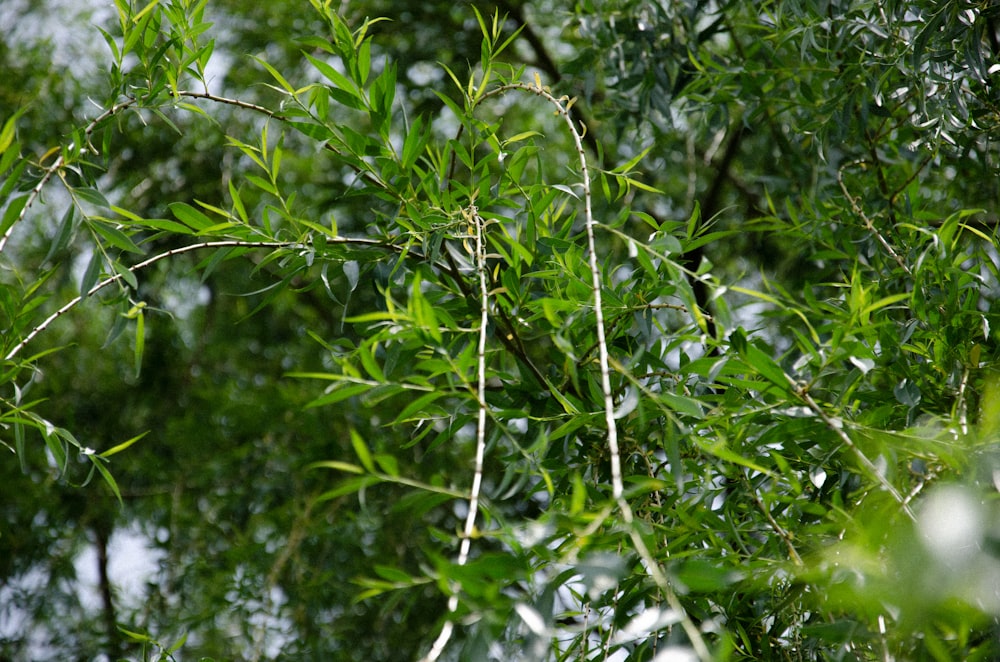 close up of a tree branch