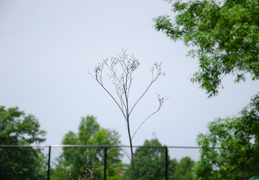 a tree with a fence around it