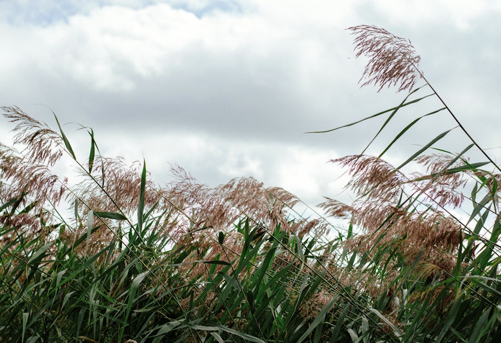 a field of wheat