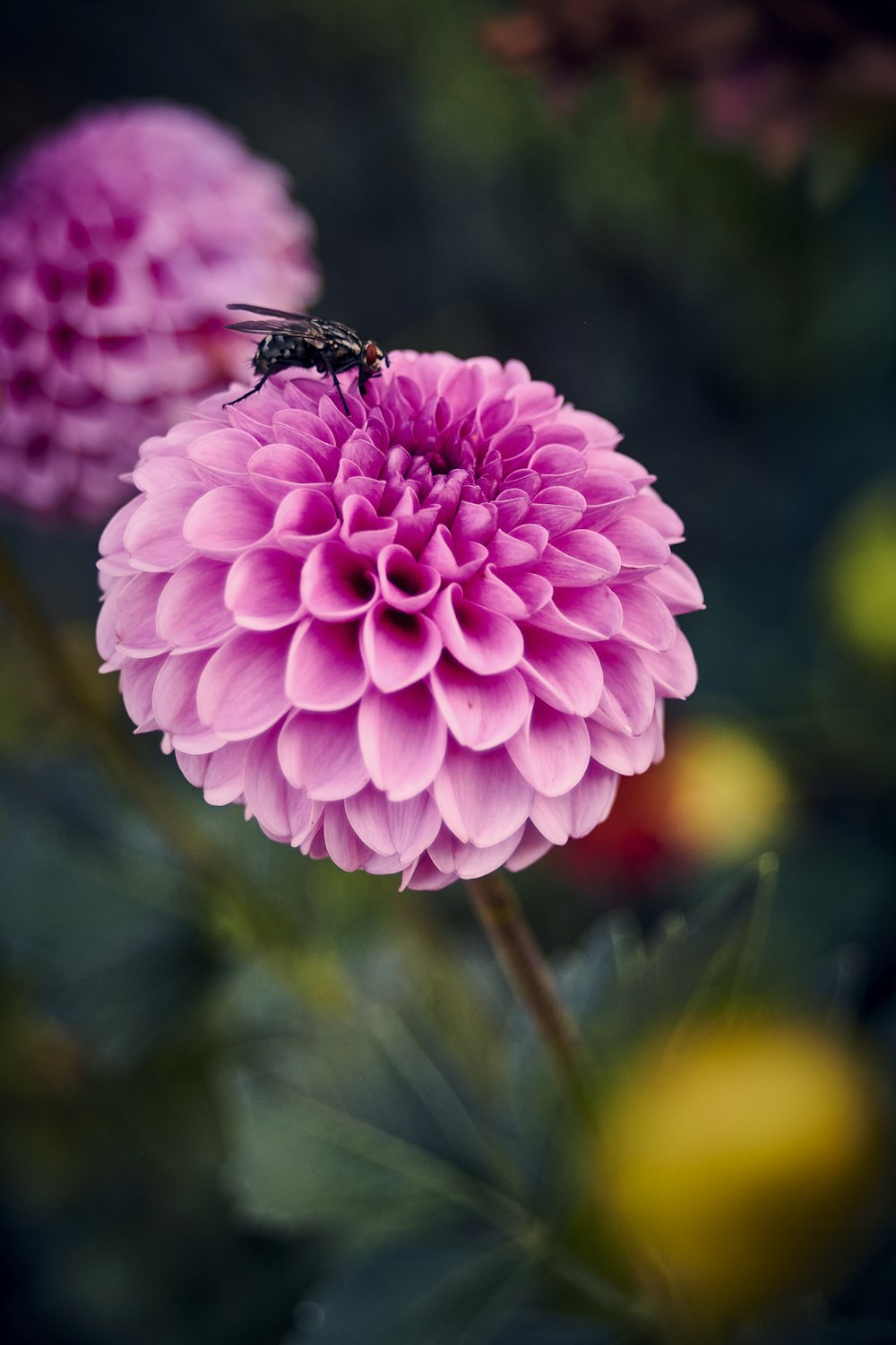 a bee on a flower