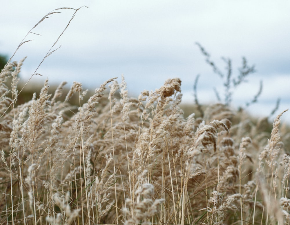 a field of wheat