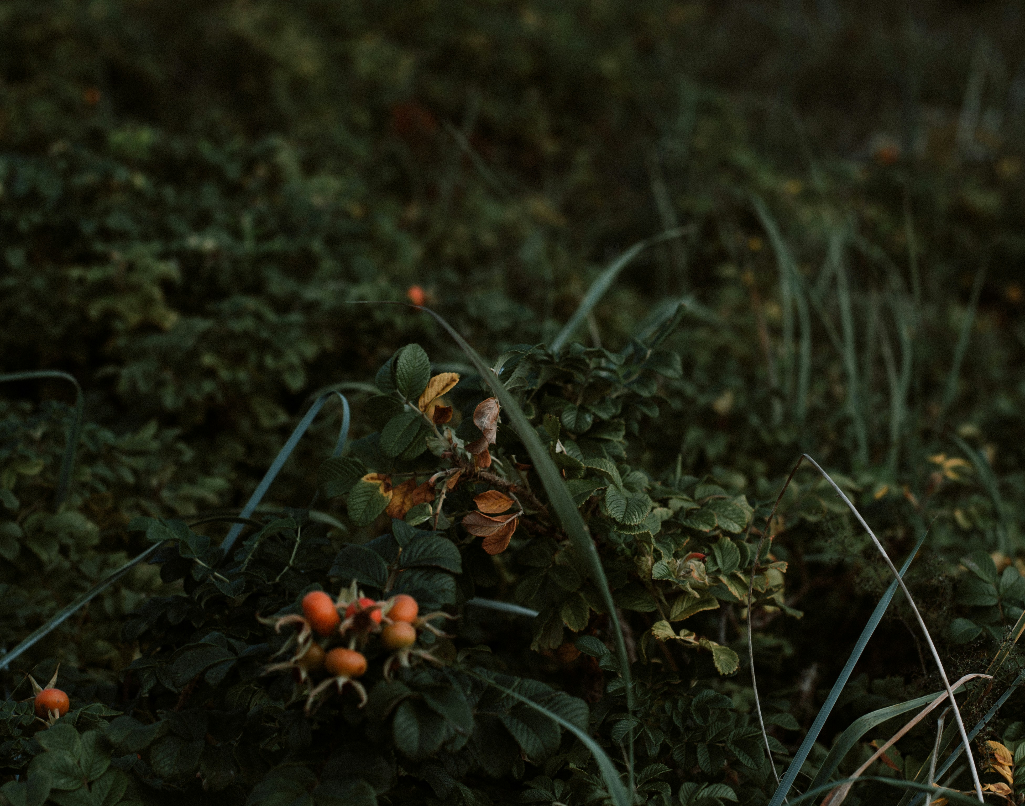Photo by gonzal666