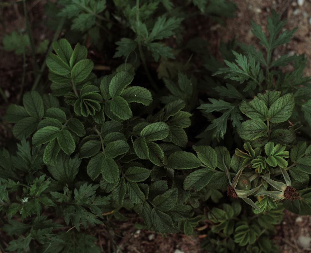 a group of green plants