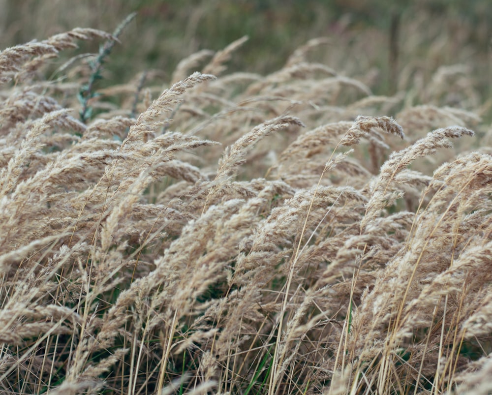 a close up of some wheat