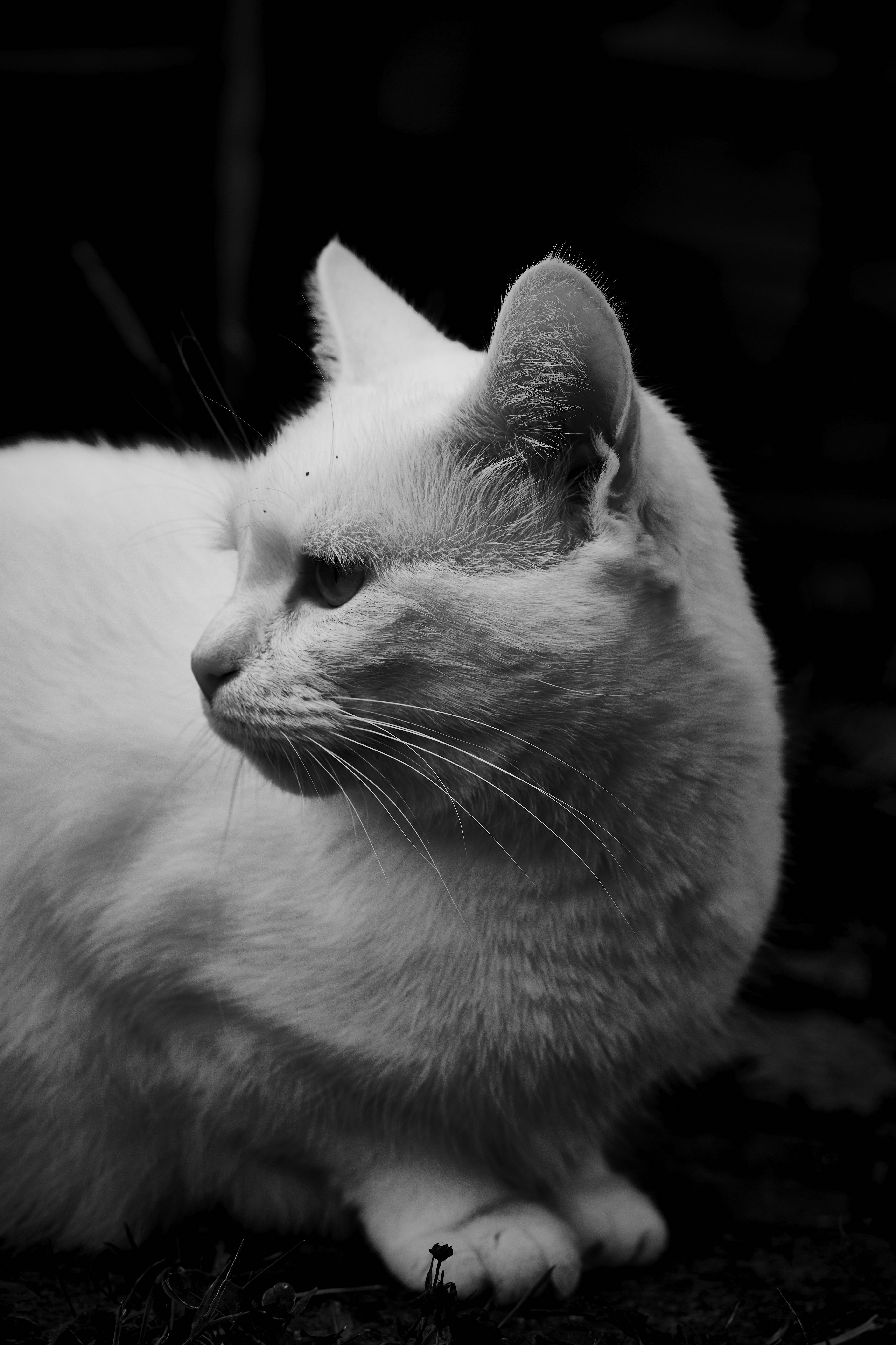 Photo by perfectmirror