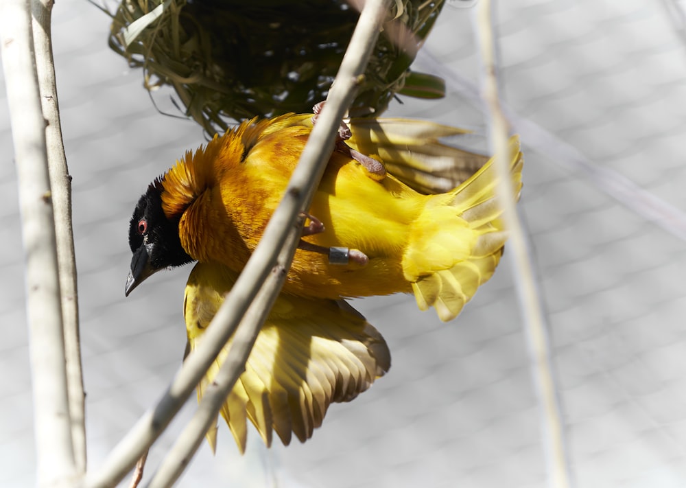 a bird on a branch