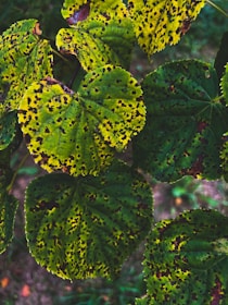 Близък план на листо с болест ‘черни петна’ за наблюдение на вредители и болести.