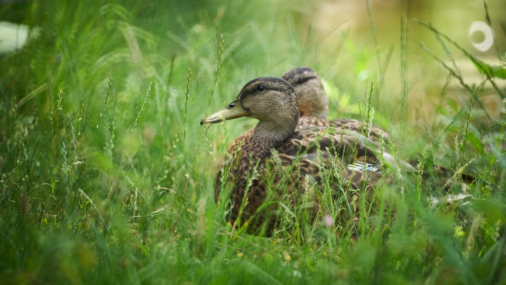 a couple of ducks in the grass