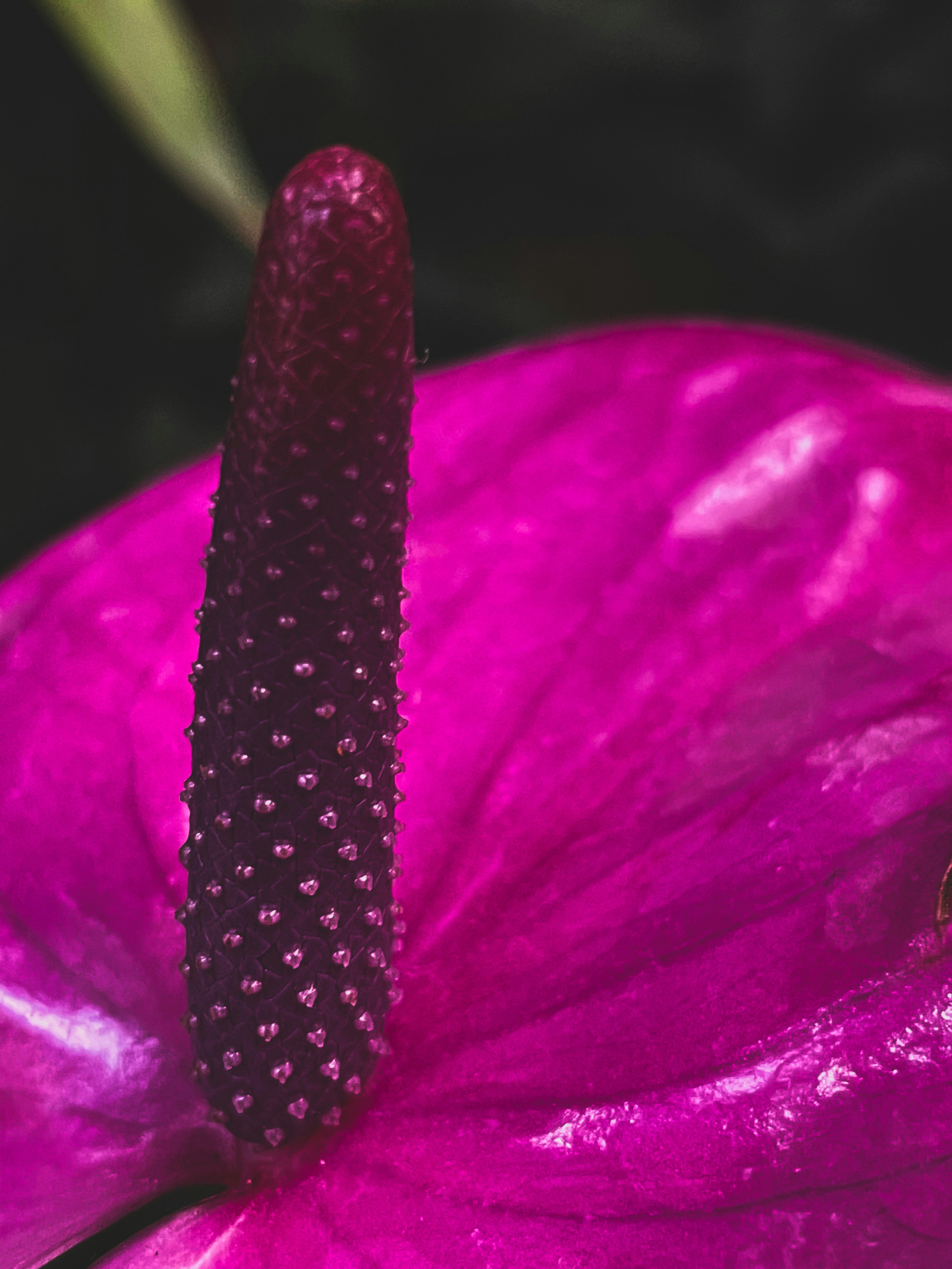 A close up of a flower photo – Free Wallpaper Image on Unsplash