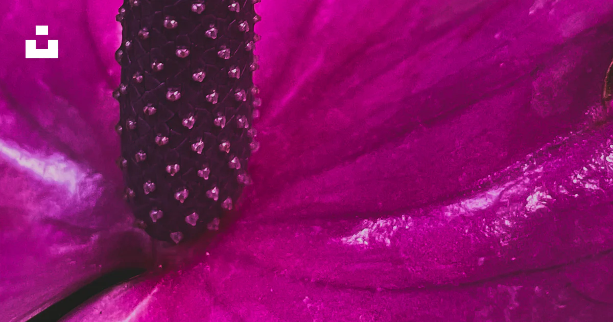A close up of a flower photo – Free Wallpaper Image on Unsplash