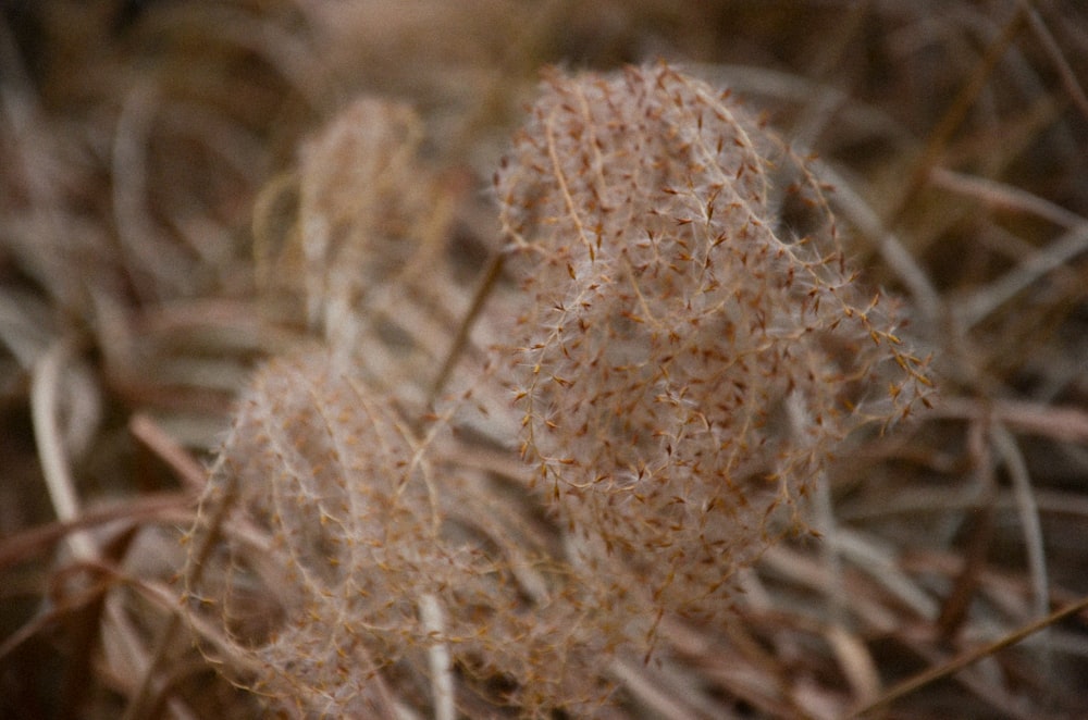 a close up of a plant