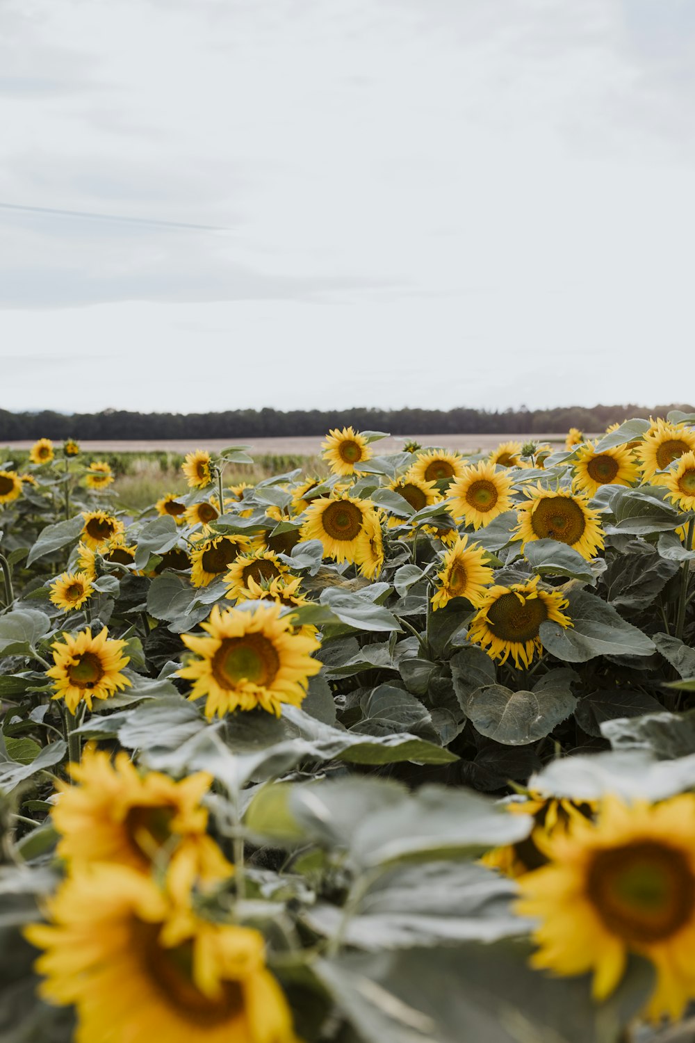 a field of sunflowers